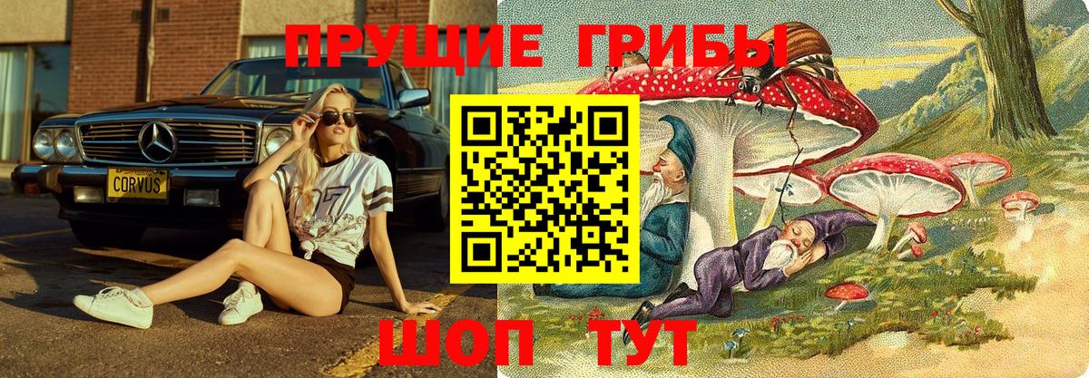 Галлюциногенные грибы прущие грибы  Вход с VPN  Новозыбков  Галлюциногенные грибы Psilocybine cubensis 